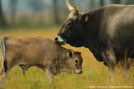 Mother tauros with young